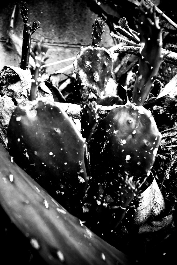 R0019092bwSLK