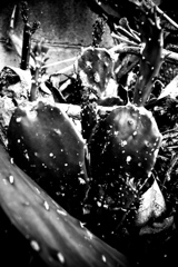 R0019092bwSLK