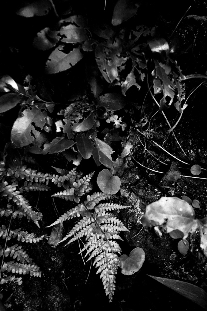 R0019730bwSLK