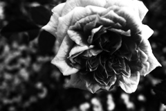 R0019621bwSLK
