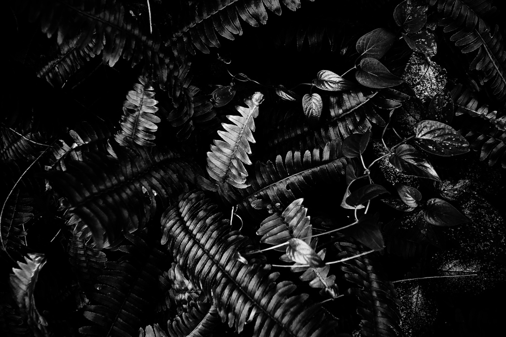 R0019651bwSLK