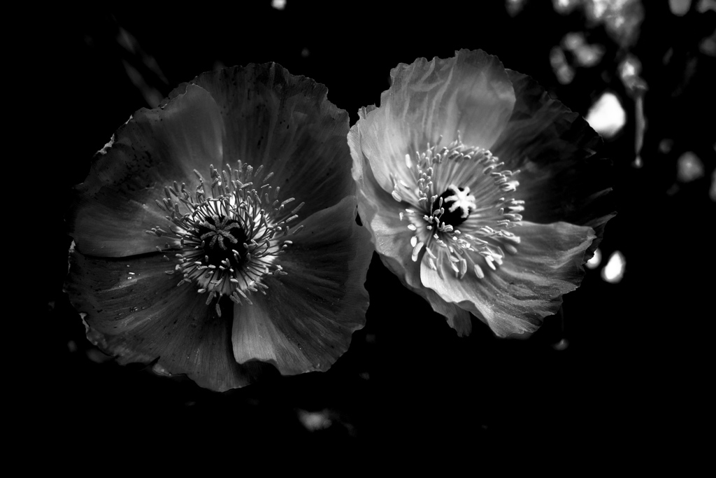 R0018560bwSLK