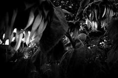 R0019554-2bwSLK