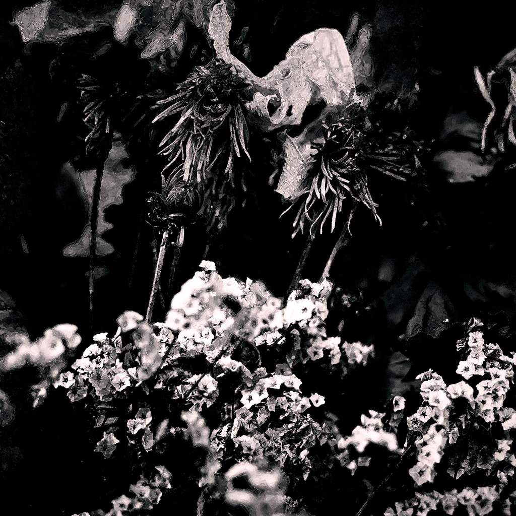 R0019736bwSLK