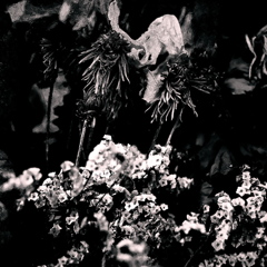 R0019736bwSLK