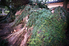 DSC00548clrSRSLK