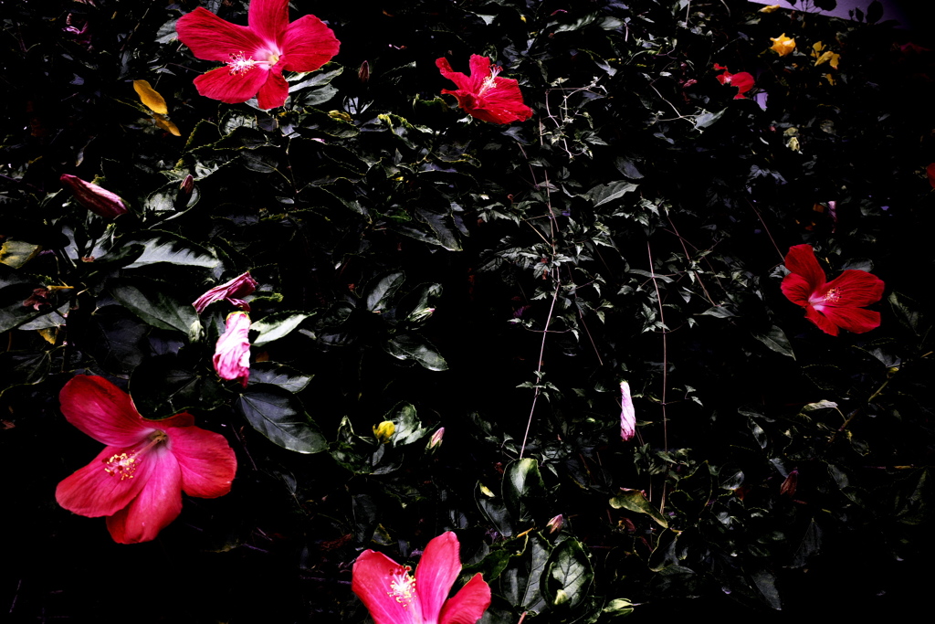 R0019846clrSLK