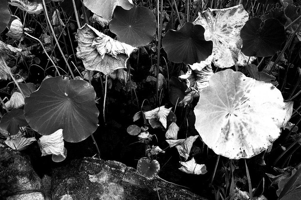 R0019669bwSLK