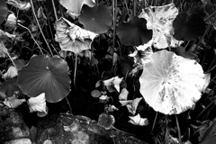 R0019669bwSLK