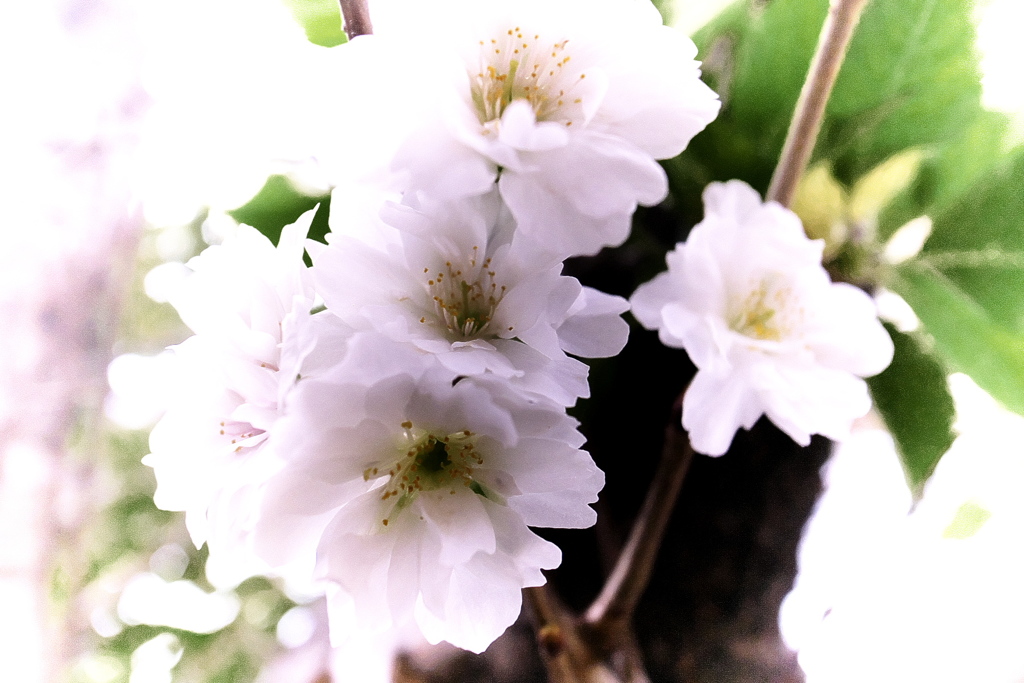 R0019908clrSLK