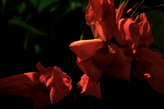 R0019545clrSLK
