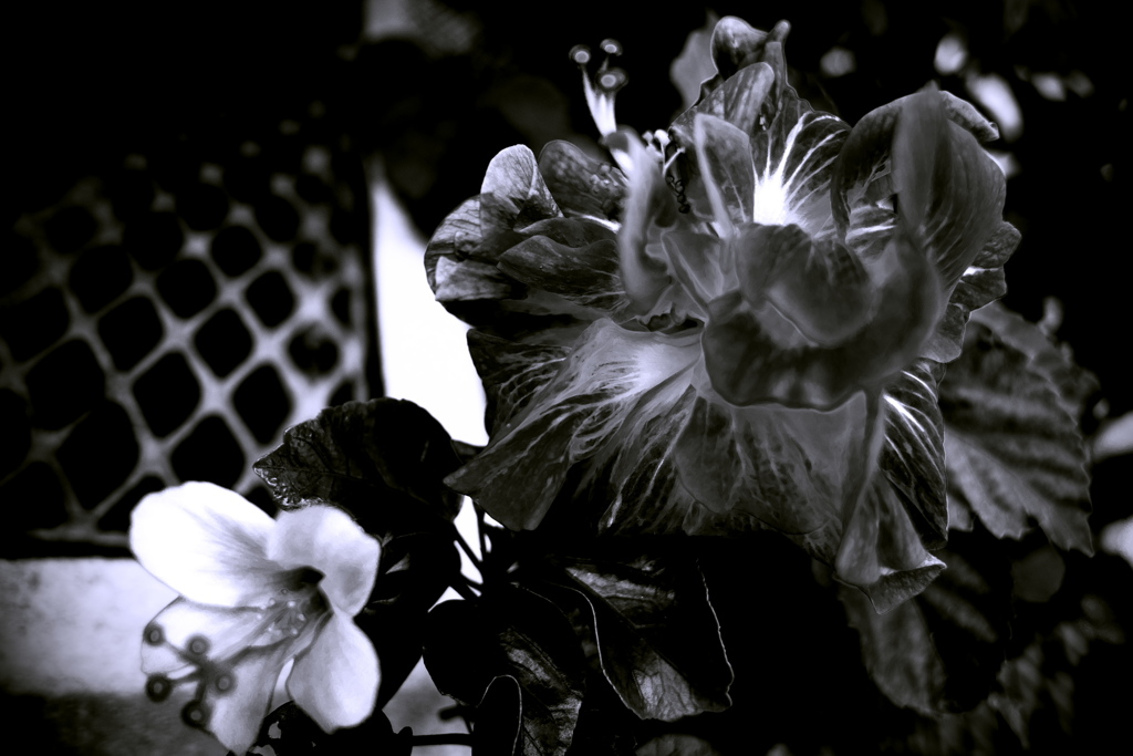 R0019814bwSLK