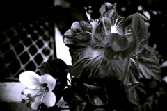 R0019814bwSLK