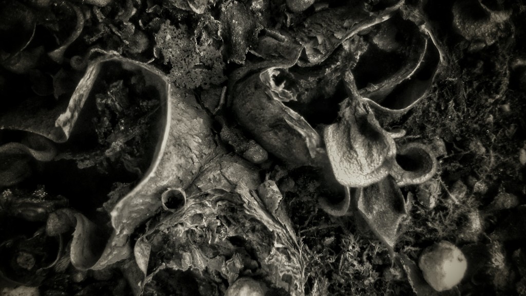 DSC_0349~3