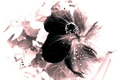R0019813bwSLK