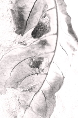R0019590bwSLK