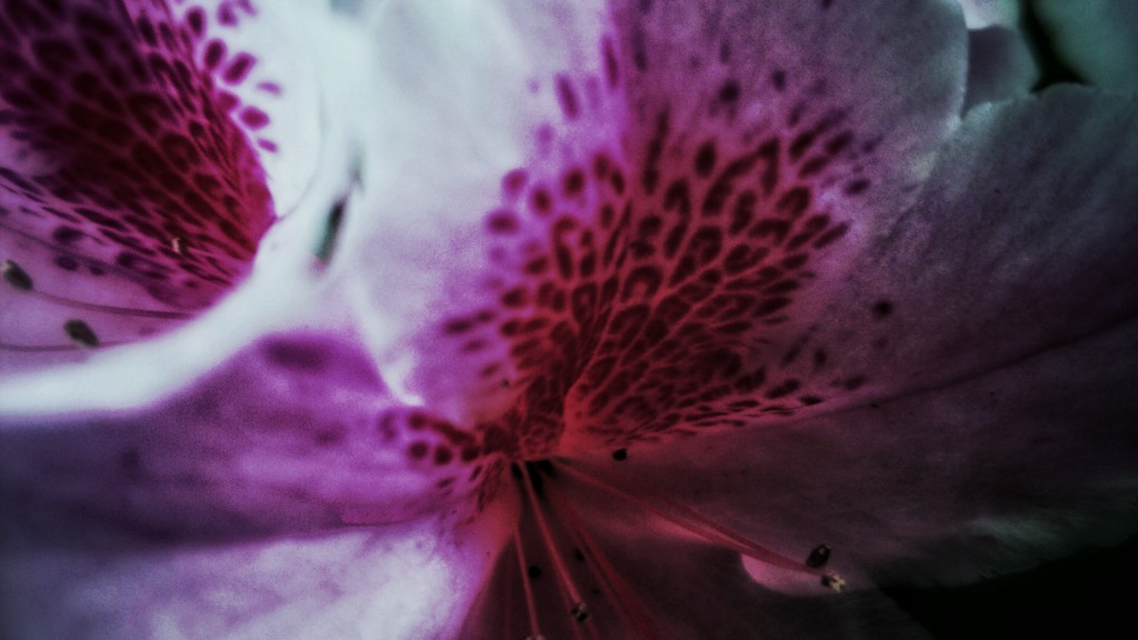 DSC_0619~2~3