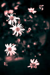 DSC09582-2bwSLK