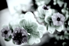 R0019803clrSLK
