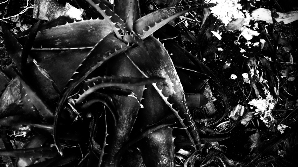 DSC_0463JPGbwSLK