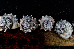 R0018932clrSLK