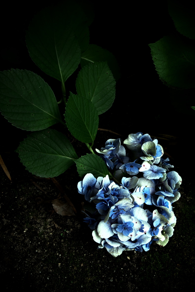 R0019346clrSLK
