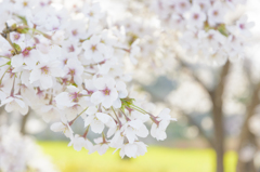 花見山の桜