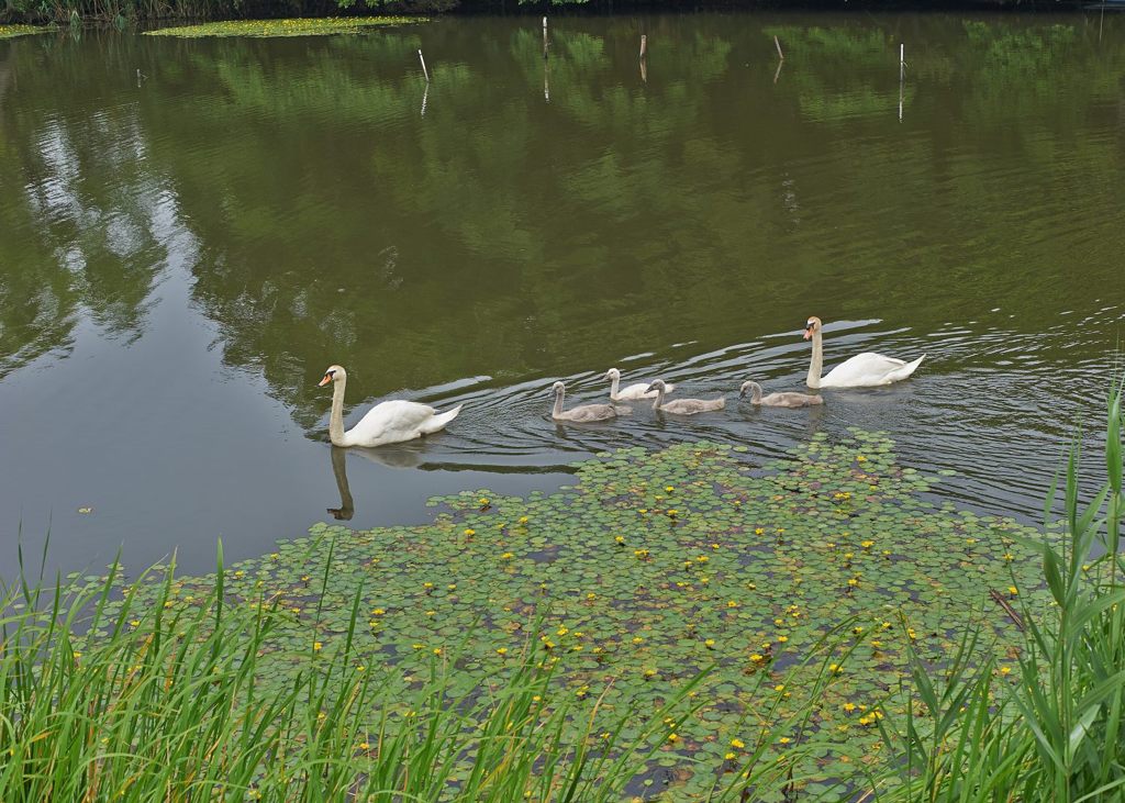 アサザと白鳥家族