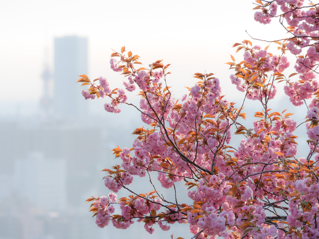 桜