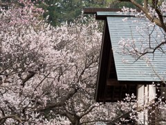 北海道神宮で