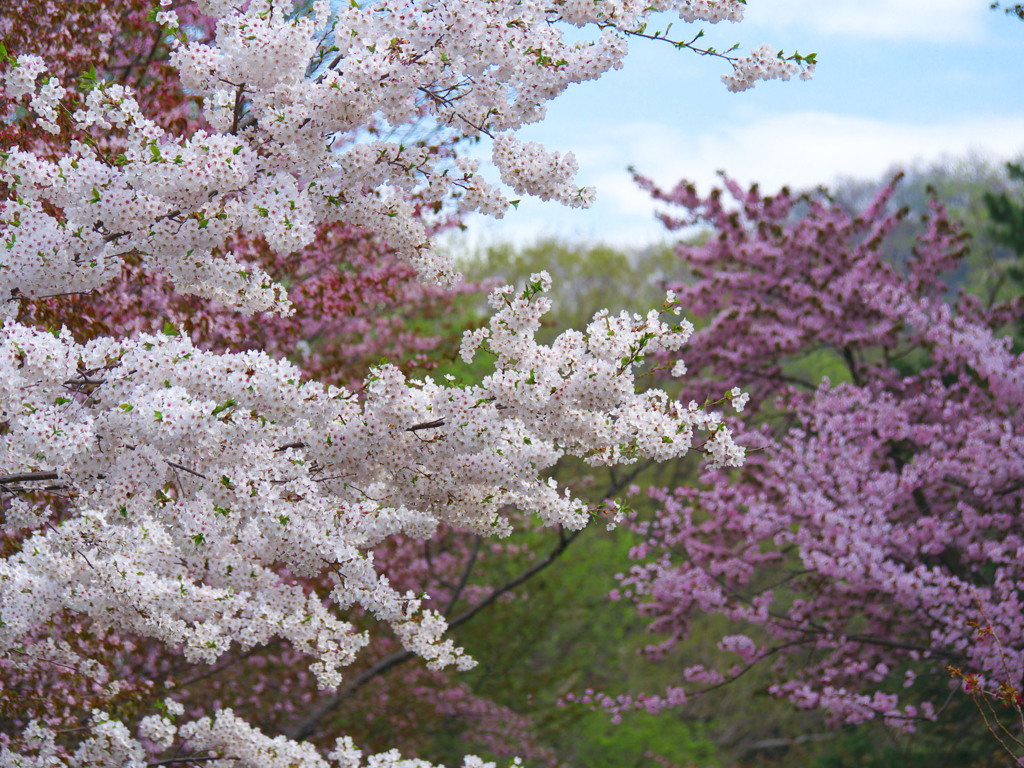 桜いろいろ