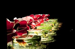 Art Aquarium
