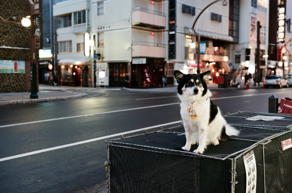 ゴミ箱の上に座る犬