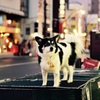 光る犬.3