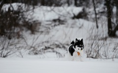 雪原の中から現れた犬