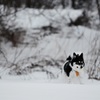 雪原の中から現れた犬