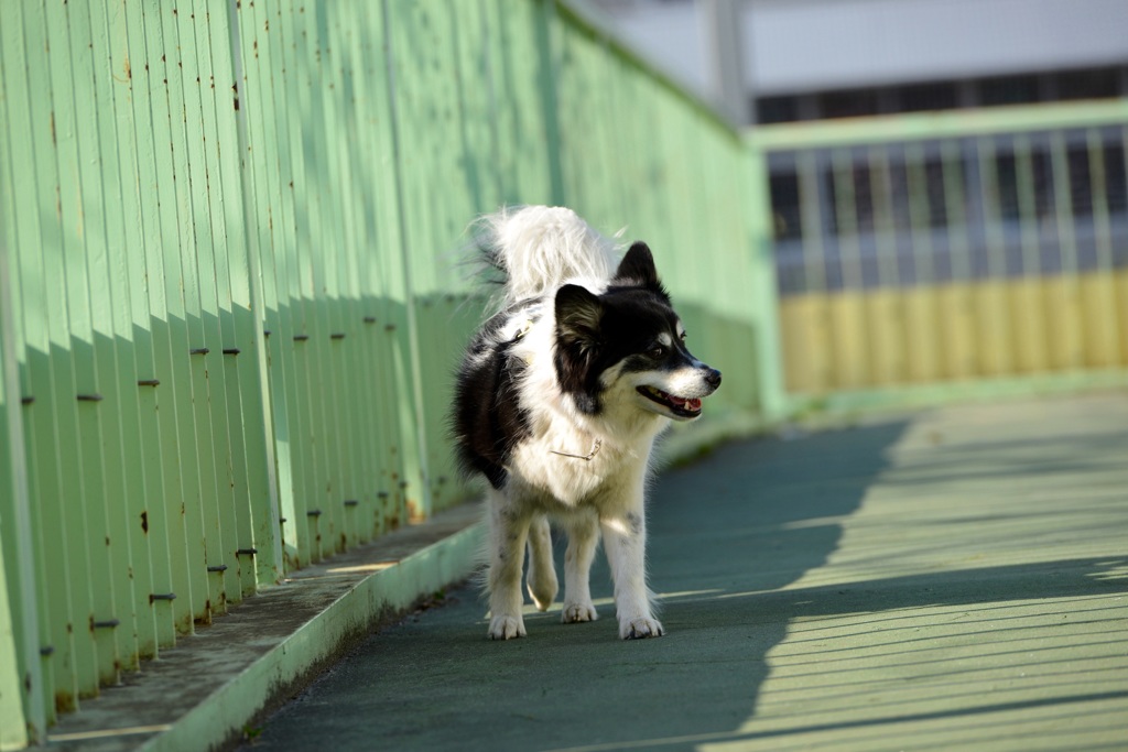 歩道橋を渡る犬