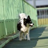 歩道橋を渡る犬