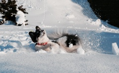 雪浴び