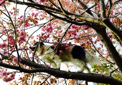 桜の木に登る犬.1