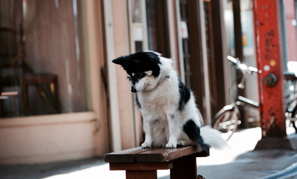 考える犬