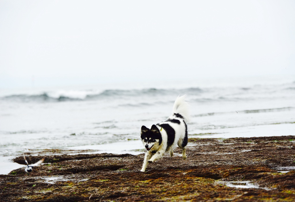 春の海を駆け抜ける犬