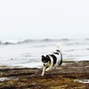 春の海を駆け抜ける犬