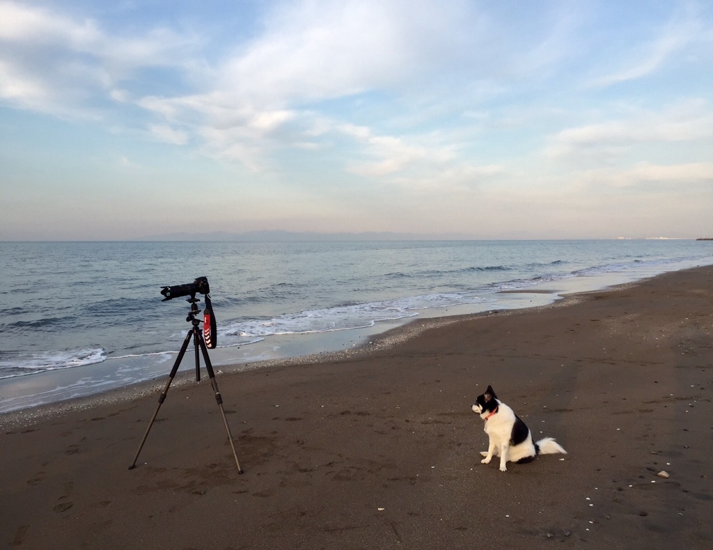 犬と僕