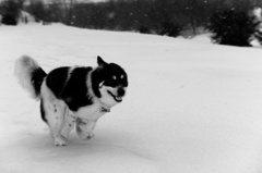 犬の記憶