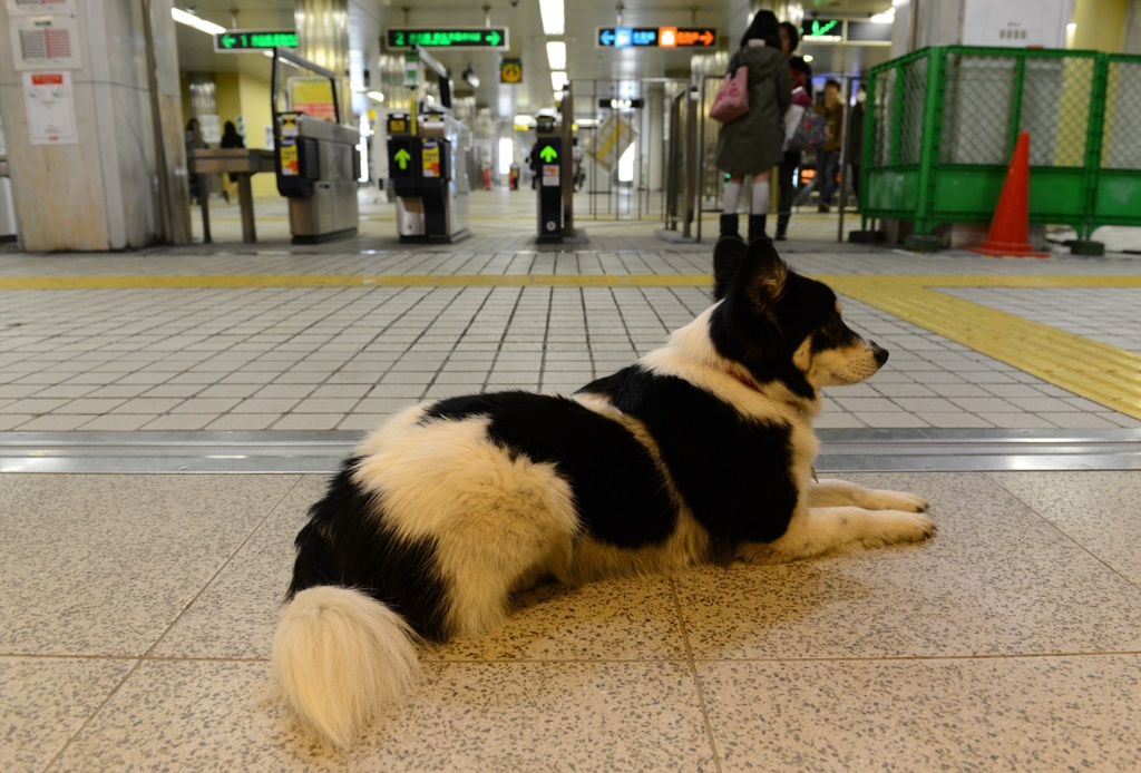 待つ犬