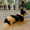 待つ犬