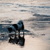 貝を採る犬