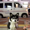 見つめる犬