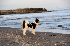 海を見る犬
